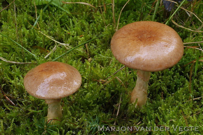 Cortinarius paragaudis - Cortinarius paragaudis